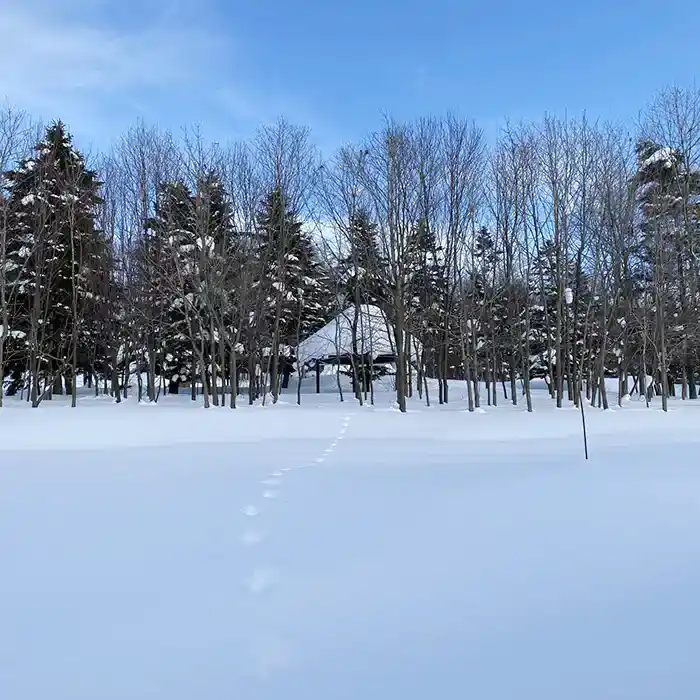 新雪の写真